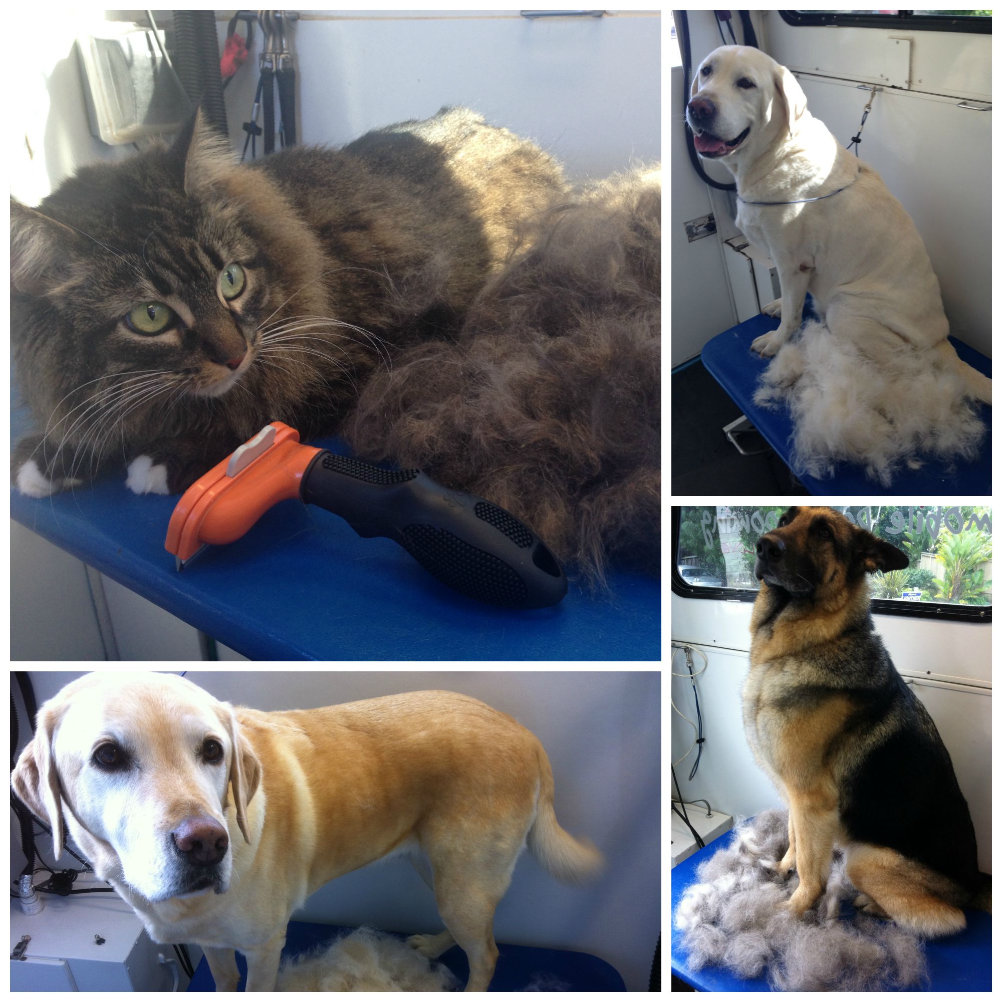 The Power of the FURminator for Shedding Dogs and Cats Awesome