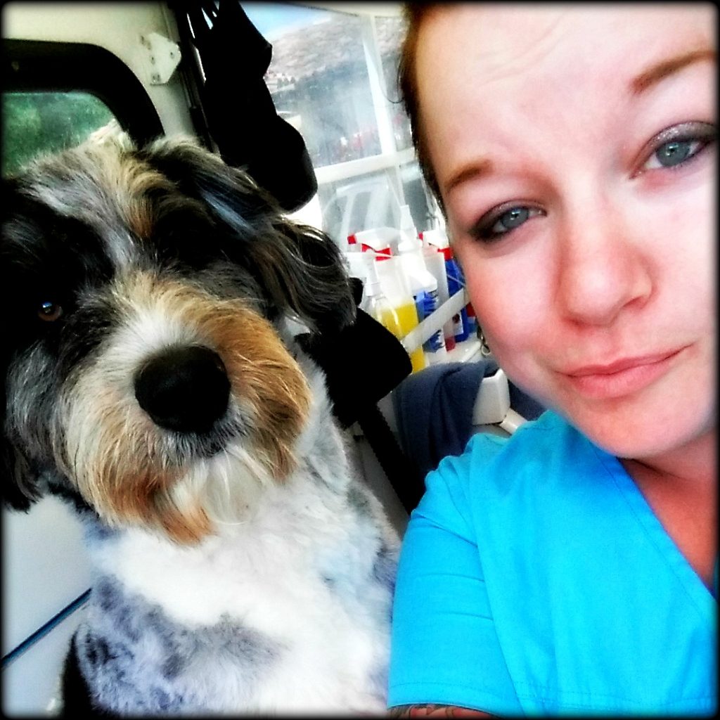 Blog Awesome Doggies Mobile Pet Grooming