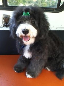 mobile-dog-grooming-san-diego