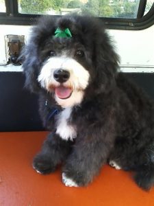 Abby-dog-grooming-92109-Pacific-Beach