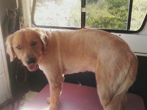 Shaggy sales dog grooming