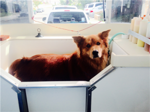 Bear-Elyse-dog-grooming-Clairemont-92117