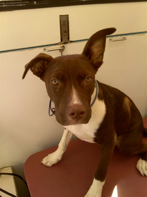 Mobile Pet Groomers Godsend or Nightmare? Awesome Doggies Mobile Pet