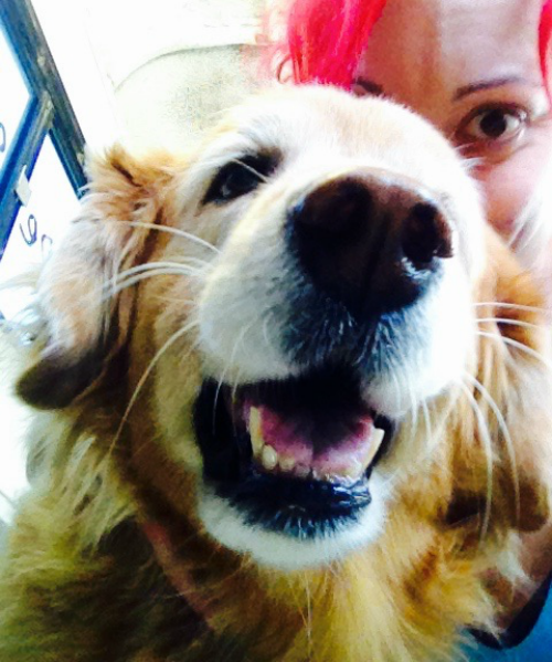 Mobile Dog Grooming in Preparation for the Holidays Awesome Doggies