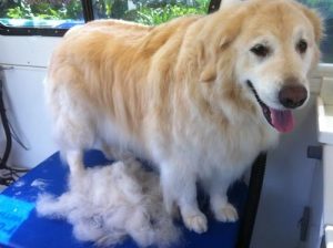 Callie-92037-furm-dog-grooming-La-Jolla