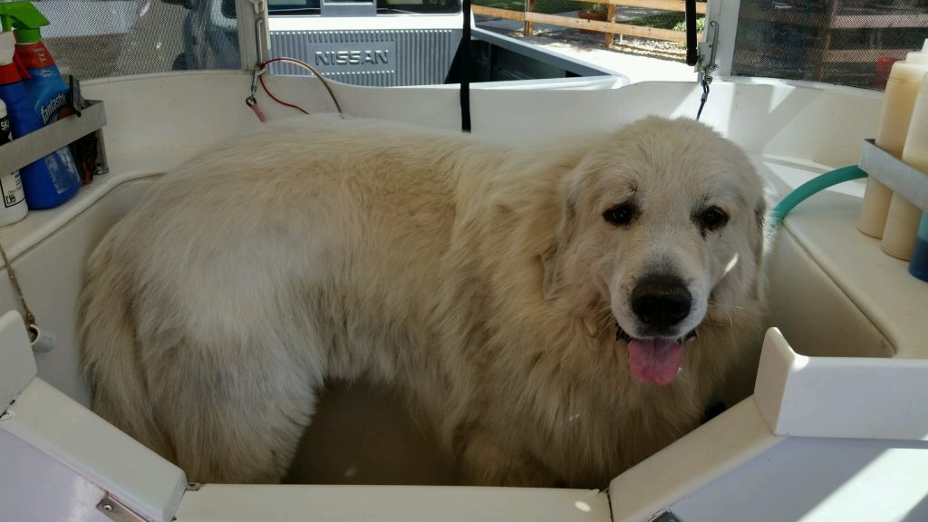 7 Things Your Cat and Dog Want You to Know about San Diego Mobile Pet