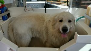 Dog-in-bath-during-San-Diego-mobile-grooming-session