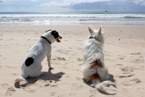 Dogs-at-the-Beach