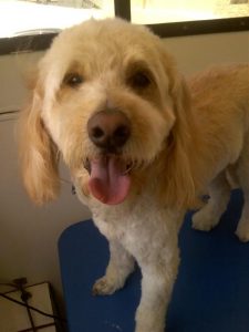 Fergusen-after-Shelly-dog-grooming-Del-Mar-92014