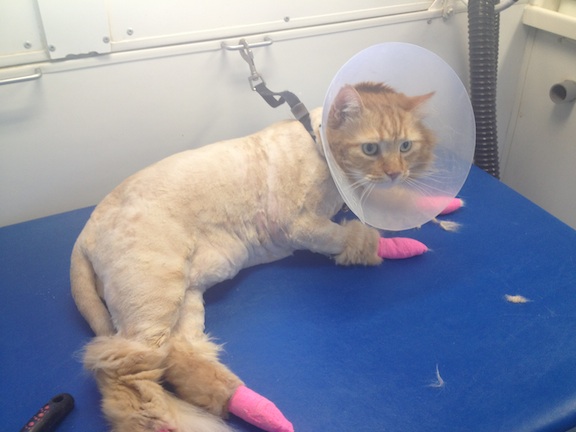 3 Ways to Make Cat Grooming More Enjoyable For You And Your Feline ...