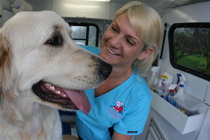 Your Mobile Pet Groomer Awesome Doggies Mobile Pet Grooming