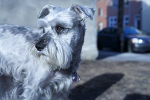 Schnauzer