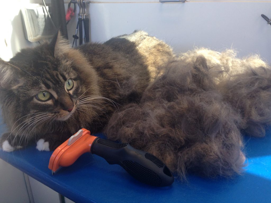 How NOT to Wash Your Cat Awesome Doggies Mobile Pet Grooming