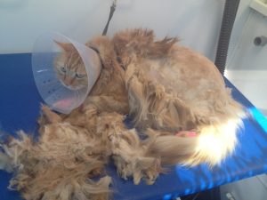 Simba-Matted-Shavedown-cat-grooming-Scripps-Ranch-92131