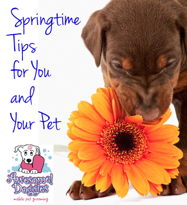 Springtime Tips For You and Your Pet - Awesome Doggies Mobile Pet Grooming