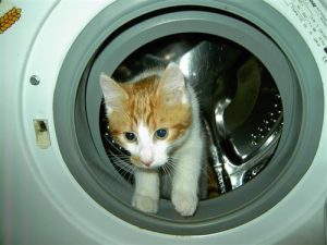cat-washing-machine