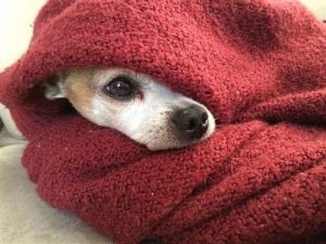 dog-in-blanket