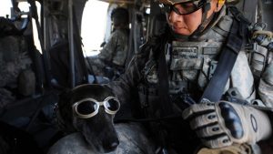 dog-of-war