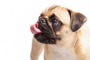 dog-tongue