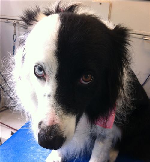 Mobile Dog Grooming in Preparation for the Holidays Awesome Doggies