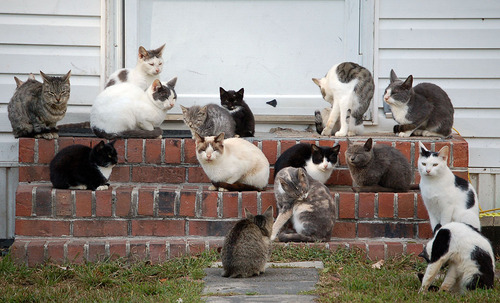 把世界說得太簡單的貓貓們