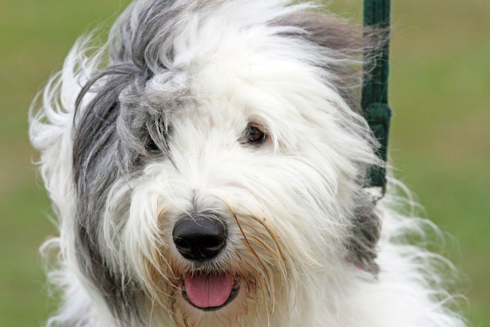 Old English Sheepdogs Need Mobile Dog Grooming for All That Hair! Awesome Doggies Mobile Pet