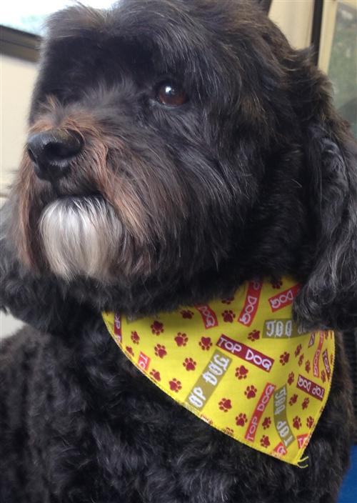 S2 Beach Vibes Red Seaside Loving Dog Bandana Small Dogs Shih-tzu, Terriers & Cockerpoo Costume For Dogs In Holiday Mood